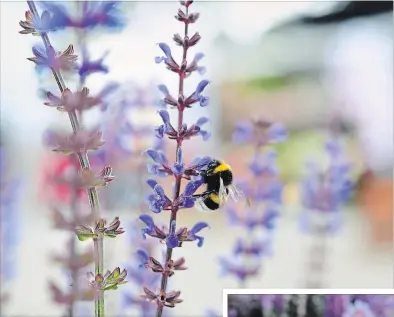  ?? NATIONAL GARDEN BUREAU ?? Hardy salvia are attractive to pollinator­s. Salvia Spring King, Dummen Orange.