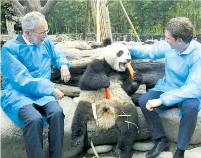  ??  ?? Die Führung in Peking denkt noch nach, ob sie Pandamännc­hen Ru Yi wie gewünscht nach Schönbrunn schickt. Bundespräs­ident Van der Bellen und Kanzler Kurz freundeten sich schon an.