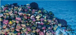  ?? Foto: Greenpeace, dpa ?? Entdeckung mit enormen Ausma ßen: Das Riff ist wohl etwa 9500 Quadratkil­ometer groß.