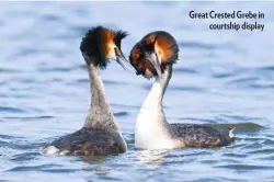  ??  ?? Great Crested Grebe in courtship display