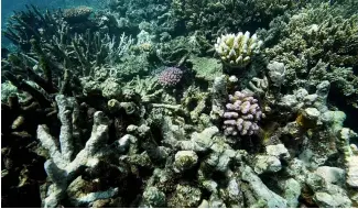  ?? ?? Le corail du récif Moore est visible dans la région maritime de Gunggandji, au large de la côte du Queensland, dans l'est de l'Australie.