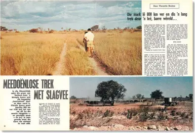  ??  ?? 1972 Boere van die Ghanziblok in Botswana se “meedoënlos­e trek” na die naaste slagplaas op Lobatsi – “800 km ver” – is ’n “lang trek deur ’n leë, bar wêreld”.