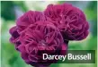  ??  ?? Darcey Bussell