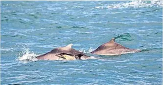  ??  ?? A NEWBORN common dolphin sighted with endangered humpback dolphins this week in Mossel bay surprised marine biologists. | G FRAINER