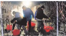  ?? FOTO: ROLF RUPPENTHAL ?? Ein kalter, nächtliche­r Arbeitspla­tz: bei der Eisweinles­e des Weinguts Petgen-Dahm im Sehndorfer Marienberg.