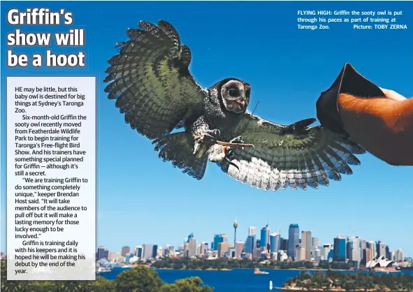  ??  ?? FLYING HIGH: Griffin the sooty owl is put through his paces as part of training at Taronga Zoo. Picture: TOBY ZERNA