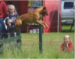  ??  ?? Gundogs are very much part of the Scottish Game Fair, with demonstrat­ions in the arena