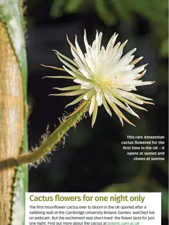  ??  ?? This rare Amazonian cactus flowered for the first time in the UK – it opens at sunset and closes at sunrise