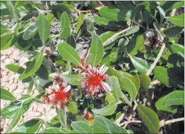  ?? Bob Morris ?? If you are harvesting fruit from a pineapple guava shrub, then prune just after harvesting the fruit. If you are pruning it as an ornamental, prune after it flowers.