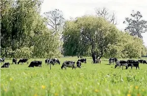  ?? SUPPLIED ?? Nearly 200 Fresian cows are to be sold by auction near Cambridge.