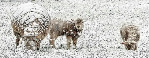  ?? BARRY HARCOURT ?? Sheep and lambs near Te Anau had their grass served up on the chilly side yesterday.