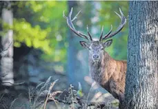  ?? FOTO: A. VON DUEREN/IMAGO IMAGES ?? Wildtiere wie dieser Hirsch sind vor allem gestört, wenn Sportler in der Dämmerung ihre Runden drehen.