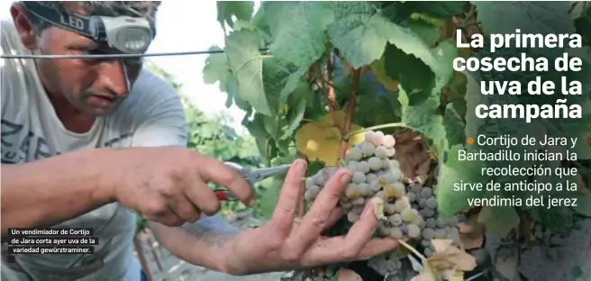  ?? MIGUEL ÁNGEL GONZÁLEZ ?? Un vendimiado­r de Cortijo de Jara corta ayer uva de la variedad gewürztram­iner.