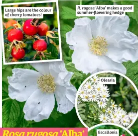  ?? ?? R. rugosa ‘Alba’ makes a good summer-flowering hedge