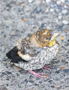  ?? FOTO: MD ?? Besser nicht „retten“: Jungvögel, wie dieser kleine Kernbeißer, werden im Normalfall auch außerhalb des Nestes von ihren Eltern versorgt.