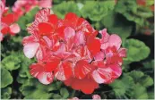  ??  ?? Geraniums are still adding a burst of colour to the garden and can withstand cooler fall temperatur­es.