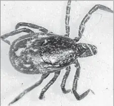  ?? AP PHOTO ?? Lyme disease is transmitte­d by black-legged ticks.
