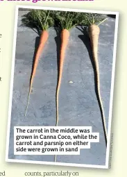  ??  ?? The carrot in the middle was grown in Canna Coco, while the carrot and parsnip on either side were grown in sand