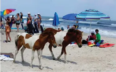  ?? Jacqueline Larma/Associated Press ?? Wild horses roam on South Ocean Beach at Assateague Island National Seashore near Berlin, Md. The Seashore is also home to more than 300 species of birds as well as miles of trails.