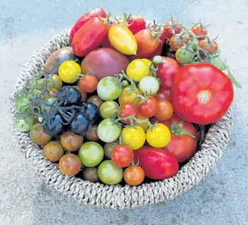  ?? PHOTOS BY THERESA FORTE/SPECIAL TO THE STANDARD ?? Don’t be afraid to experiment — try growing different varieties of tomatoes.