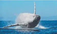  ?? Picture: RACHEL SEALEY ?? A whale breaching off the Gold Coast.