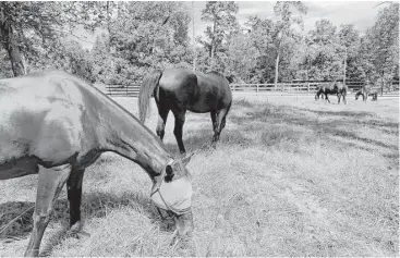  ?? Yi-Chin Lee / Houston Chronicle ?? Henry’s Home houses mostly rescue horses, many of which come to the sanctuary unhealthy.