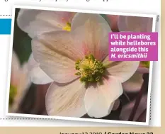  ??  ?? I’ll be planting white hellebores alongside this H. ericsmithi­i