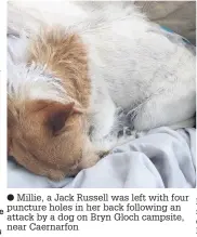  ??  ?? Millie, a Jack Russell was left with four puncture holes in her back following an attack by a dog on Bryn Gloch campsite, near Caernarfon