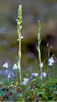  ??  ?? Creeping ladies’ tresses, which bloom later in summer, with the delicate twinflower behind.