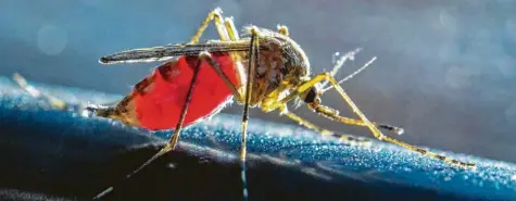  ?? Fotos: dpa ?? Diese Mücke hat schon Blut getrunken. Das erkennst du am roten Hinterleib.