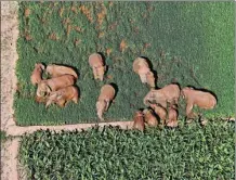  ?? YUXI PUBLIC SECURITY BUREAU ?? A herd of wild elephants feeds on crops in a field in Yimen county, Yuxi, Yunnan province, on Wednesday.