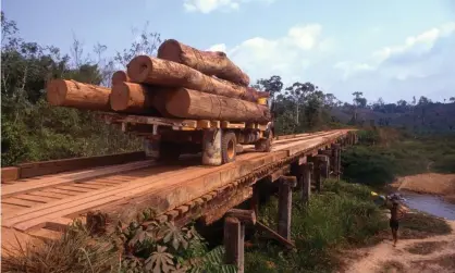 ??  ?? Logging in the Brazilian rainforest. ‘Human activity has created a continuous cycle of viral spillover and spread.’ Photograph: Brazil Photos/LightRocke­t via Getty Images