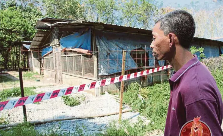  ?? PIC BY SYAMSI SUHAIMI ?? A poultry breeder looking at his quarantine­d farm in Kampung Tempoyak, Pasir Mas, Kelantan, yesterday.