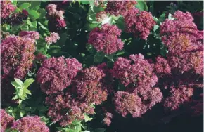  ??  ?? Bees and butterflie­s are attracted to Sedum ‘Autumn Joy’