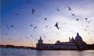  ??  ?? Il cielo di Venezia con la «danza» dei gabbiani in attesa di catturare i cefali. Sullo sfondo la punta della Dogana