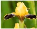  ??  ?? ‘Bumblebee Deelite’, a Miniature Tall Bearded iris.