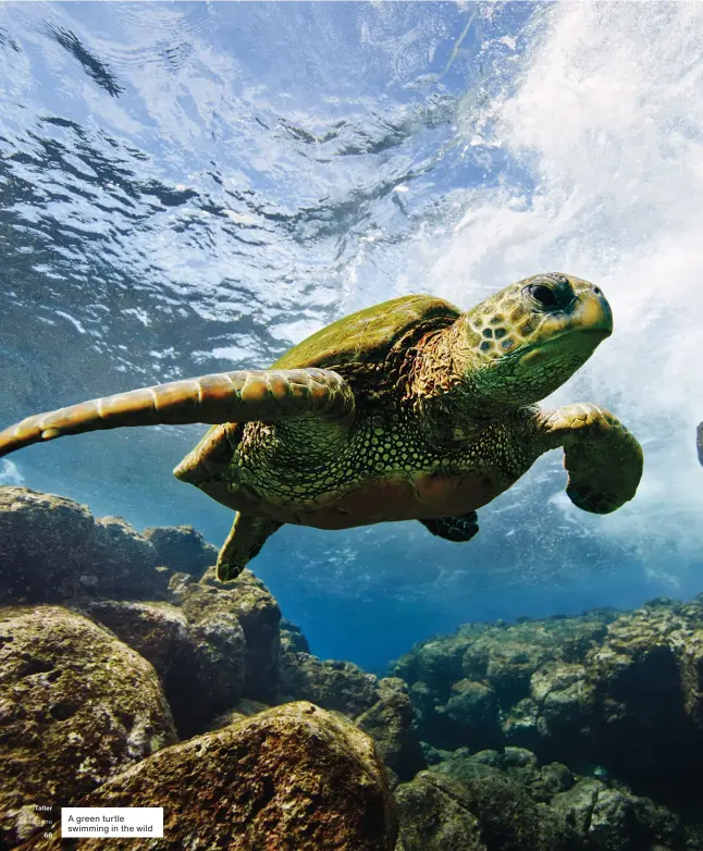  ??  ?? A green turtle swimming in the wild