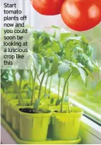  ??  ?? Start tomato plants off now and you could soon be looking at a luscious crop like this