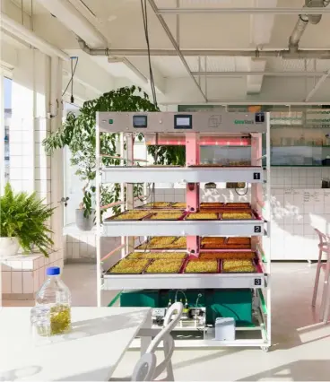 ??  ?? Above: the agency’s ‘ little farm’ was set up in the building’s test kitchen to experiment with growing vegetables and salad plants hydroponic­ally indoors under lights to save on water-use compared to outdoor gardens