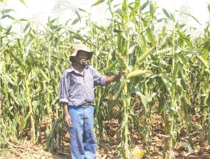  ??  ?? Sabhuku Nhemachena vachitarid­za chibage chavo chinyoro chavari kurima muminda yemadiridz­iro kwaMambo Chipuriro, kuGuruve. — Mufananidz­o naNicholas Bakili.