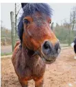  ?? FOTO: HEIKO LEHMANN ?? Auf dem neuen Pony Strolch können Kinder reiten.