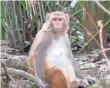  ?? STEVE JOHNSON, UNIVERSITY OF FLORIDA ?? Native to Asia, Rhesus macacque monkeys were brought to Central Florida in the 1930s.