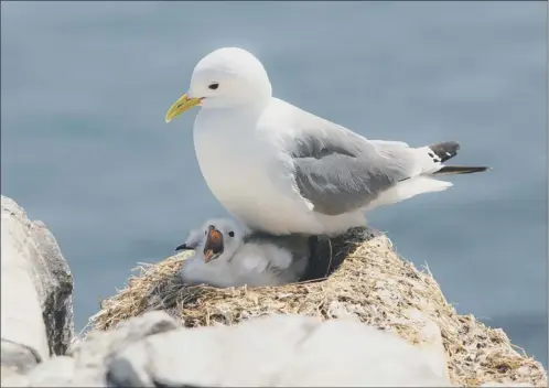  ?? Picture: RSPB ?? Numbers of black-legged kittiwakes have plunged by 77 per cent since the 1980s. Factors including climate change are blamed