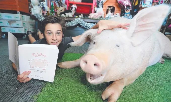  ?? Picture: RICHARD GOSLING ?? Wilma the pet shop pig now has a children's book about her life, illustrate­d and written by her human family members, one of whom is Archie O'Sullivan.