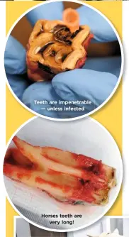  ??  ?? Teeth are impenetrab­le — unless infected Horses teeth are very long!