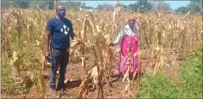  ?? (Pics: Thokozani Mamba) ?? Sithobela Member of Parliament (MP) Manqoba Sihlongony­ane holding the dried maize plant with Gogo Mamba at Lavundlama­nti community.