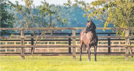  ?? Picture: AMY LANAGAN PHOTOGRAPH­Y ?? Irish-bred stallion Aclaim, a Group 1 winner in France, will stand at stud in Canungra.