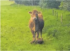  ?? FOTO: HEINRICH STAUDENMAY­ER ?? Eben, also um 8 Uhr, hat diese Kuh ihr Kälbchen geboren. Ihr Blick sagt: „Bleib bloß weg von ihm!“Und das gilt auch, wenn das Kalb alleine jenseits des Zaunes im hohen Gras liegt, und die Kuh nicht in der Nähe ist.