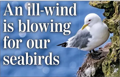  ??  ?? MARINE CORE: The two storms brought a scattering of kittiwakes across the Home Counties