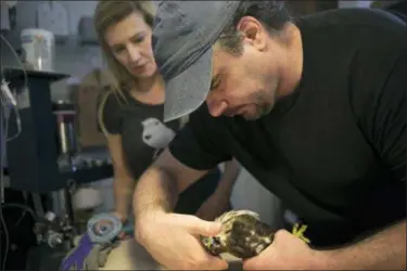  ?? ASSOCIATED PRESS ?? Michele Wellard and Rick Schubert prepare to anesthetiz­e a cooper hawk at Philadelph­ia Metro Wildlife Center in King of Prussia. Animals brought in are given fluids and assessed for injury and disease.